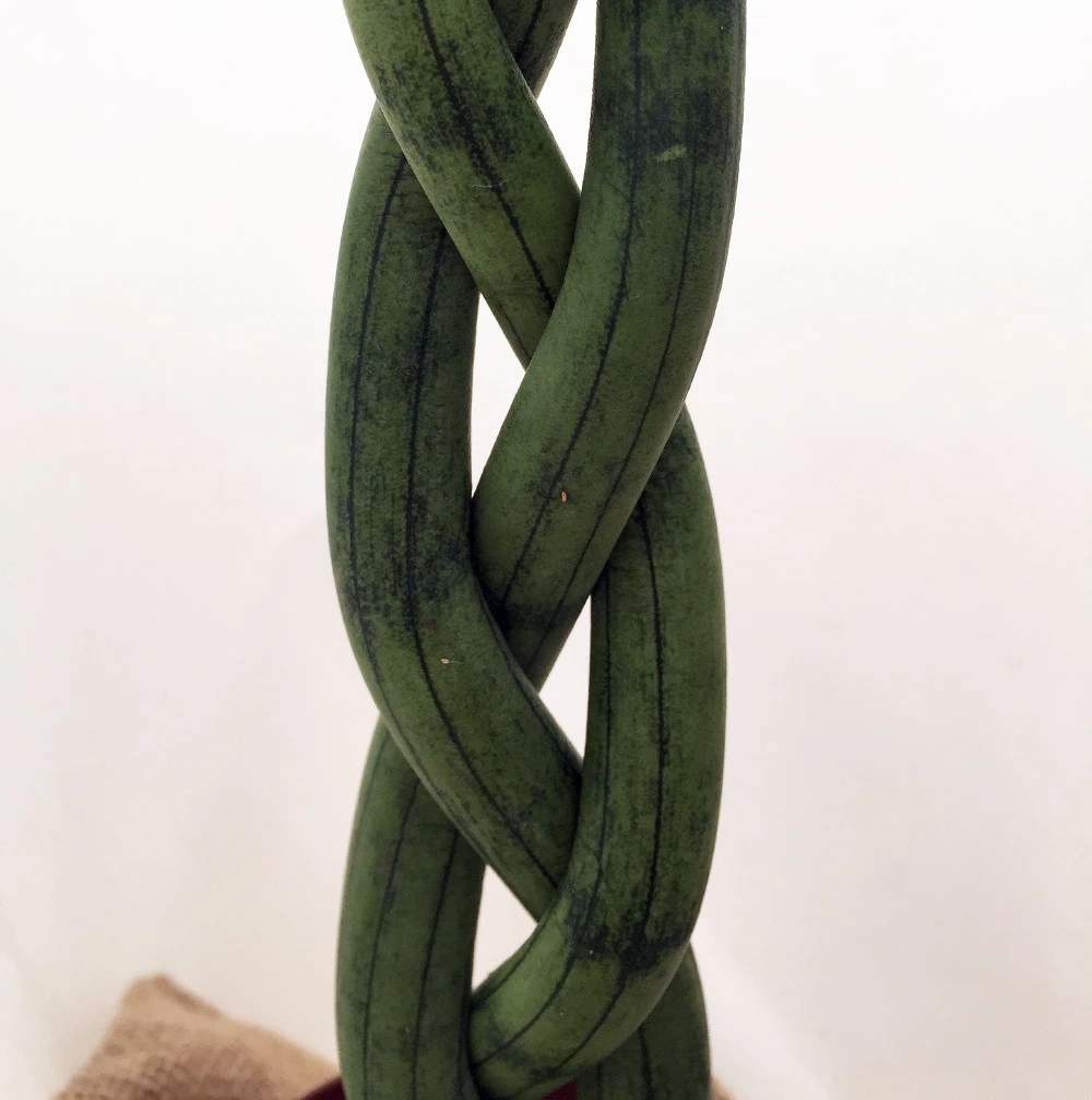 'Snake In A Bag' Braided Snake Plant - Sanseveria - 4" Pot Plus Burlap Bag 6 'Snake In A Bag' Braided Snake Plant - Sanseveria - 4" Pot Plus Burlap Bag - Image 4