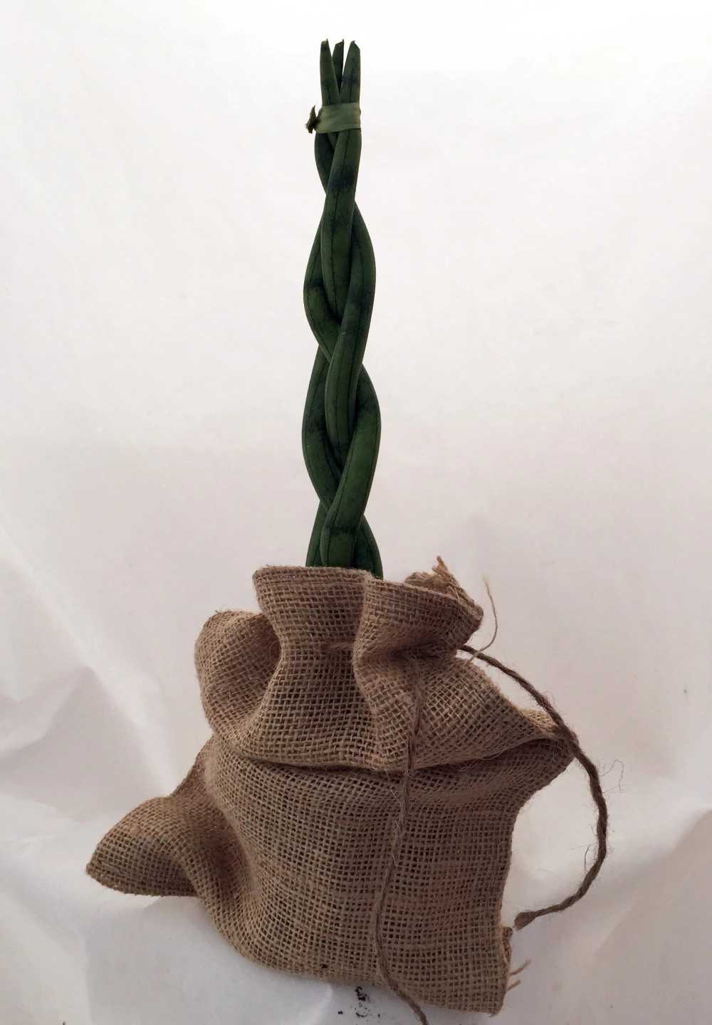 'Snake In A Bag' Braided Snake Plant - Sanseveria - 4" Pot Plus Burlap Bag 4 'Snake In A Bag' Braided Snake Plant - Sanseveria - 4" Pot Plus Burlap Bag - Image 2