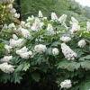Snow Queen Oakleaf Hydrangea - 4" Pot - White Blooms 1 Snow Queen Oakleaf Hydrangea - 4" Pot - White Blooms -Cheap Plants Store snowqueenhydrangea1 08224.1615344660