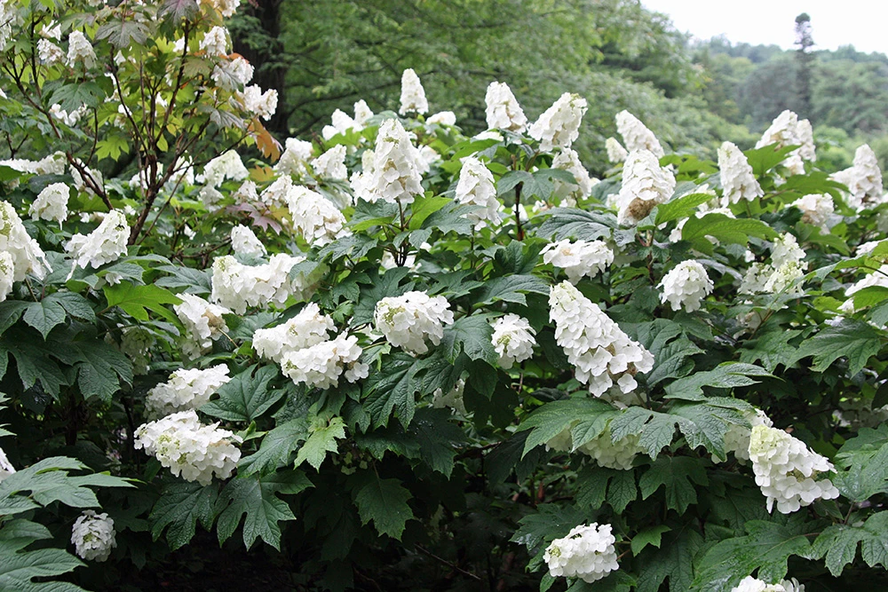 Snow Queen Oakleaf Hydrangea - 4" Pot - White Blooms 3 Snow Queen Oakleaf Hydrangea - 4" Pot - White Blooms