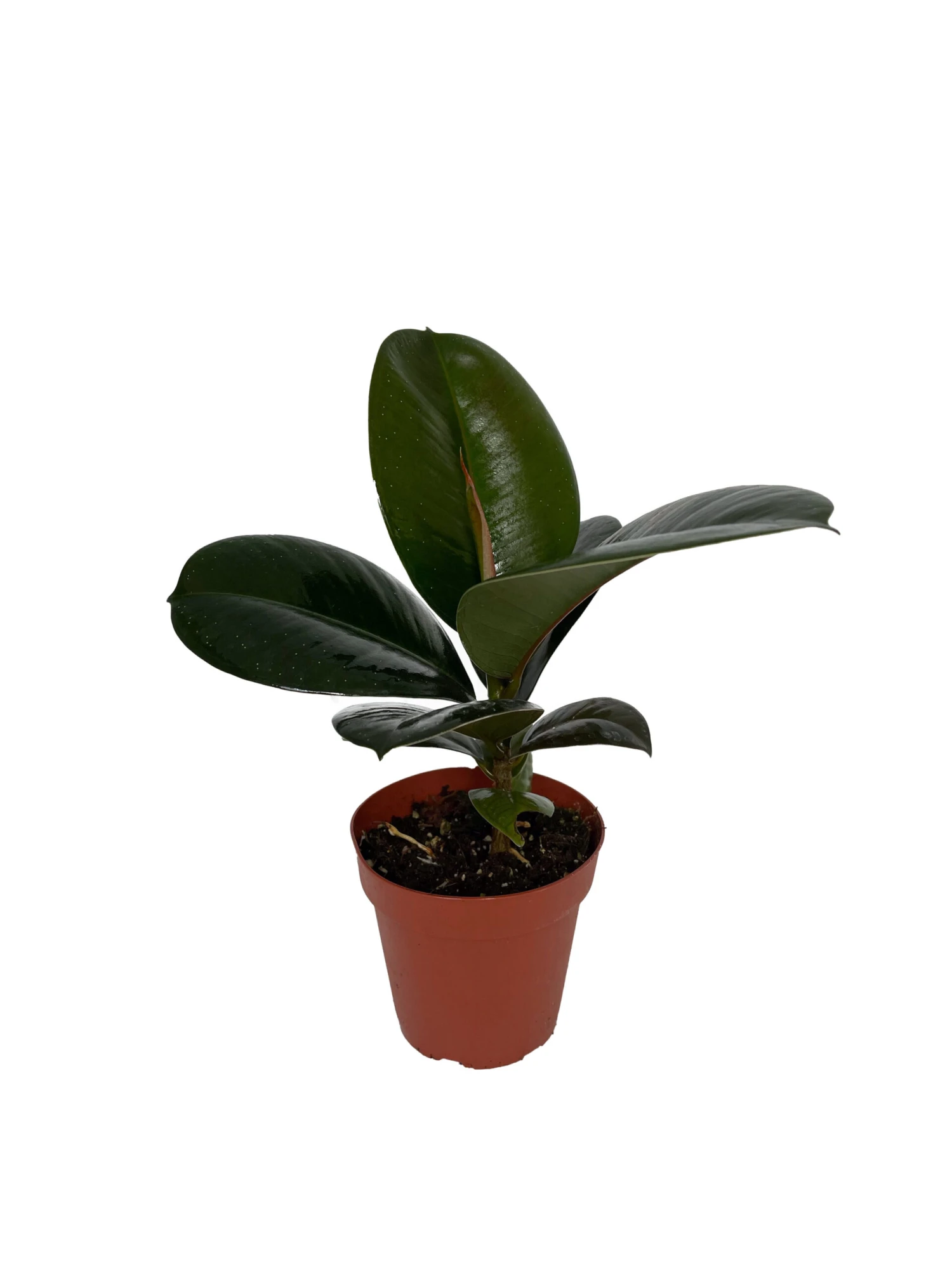 Sofia Rubber Tree - Ficus Elastica - 4" Pot 3 Sofia Rubber Tree - Ficus Elastica - 4" Pot