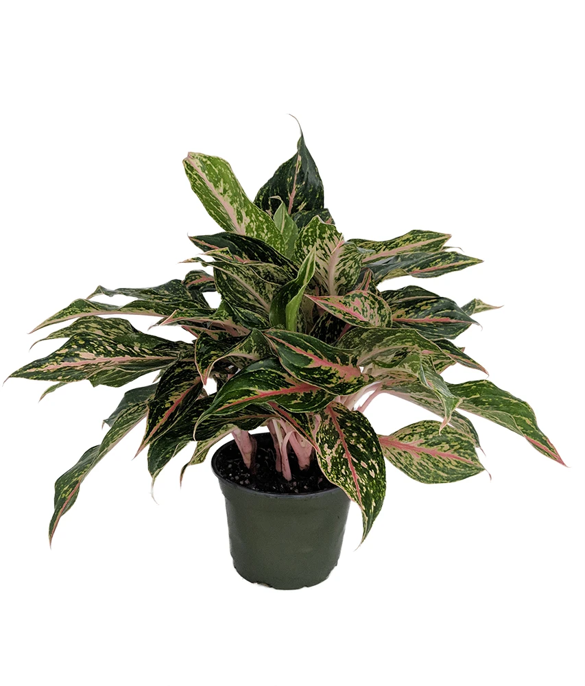 Sparkling Sarah Chinese Evergreen Plant - Aglaonema - Grows In Dim Light - 5" Pot 3 Sparkling Sarah Chinese Evergreen Plant - Aglaonema - Grows In Dim Light - 5" Pot