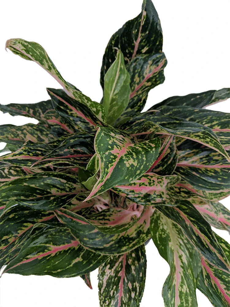Sparkling Sarah Chinese Evergreen Plant - Aglaonema - Grows In Dim Light - 5" Pot 4 Sparkling Sarah Chinese Evergreen Plant - Aglaonema - Grows In Dim Light - 5" Pot - Image 2