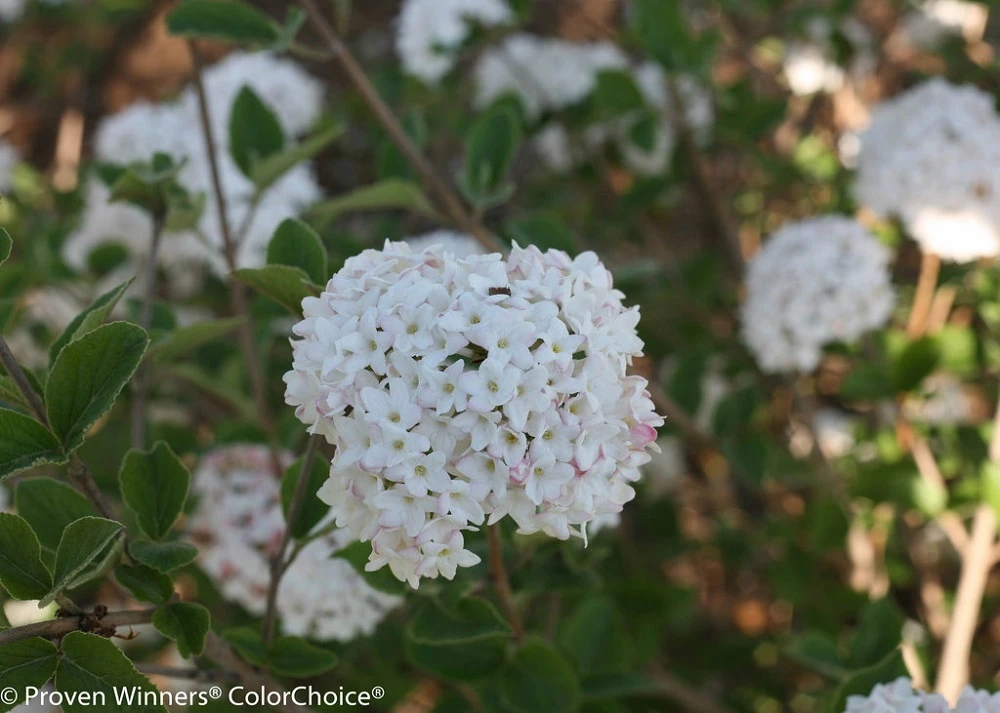 Spice Baby™ Korean Spice Viburnum - Proven Winners 3 Spice Baby™ Korean Spice Viburnum - Proven Winners