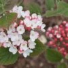 SPICE GIRL® Korean Spice Viburnum - 4" Pot - Proven Winners 2 SPICE GIRL® Korean Spice Viburnum - 4" Pot - Proven Winners -Cheap Plants Store spice girlc2ae 1536 11798.1680013394