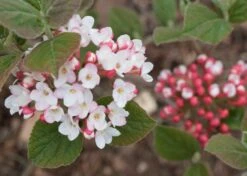 SPICE GIRL® Korean Spice Viburnum - 4" Pot - Proven Winners