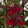 Starship™ Burgundy Cardinal Perennial Plant - Lobelia - Quart Pot 2 Starship™ Burgundy Cardinal Perennial Plant - Lobelia - Quart Pot -Cheap Plants Store starshipburglobelia 32365.1616952695