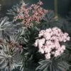 Laced Up® Elderberry - 4" Pot - Sambucus - Proven Winners 2 Laced Up® Elderberry - 4" Pot - Sambucus - Proven Winners -Cheap Plants Store strait20laced20black20elderberry20foliage20and20flowers 56578.1615344638