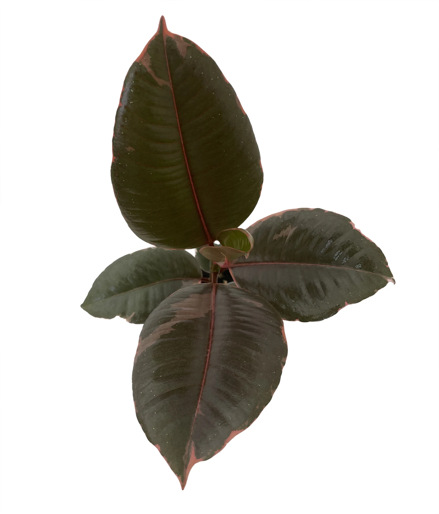 Hirt's Strawberry & Cream Ruby Rubber Tree Plant - Ficus - 4" Pot 3 Hirt's Strawberry & Cream Ruby Rubber Tree Plant - Ficus - 4" Pot
