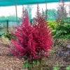 Strawberry Cake Astilbe - Shade Perennial - Live Plant - Gallon Pot 1 Strawberry Cake Astilbe - Shade Perennial - Live Plant - Gallon Pot -Cheap Plants Store strawcakeastilbe201 86014.1692903115