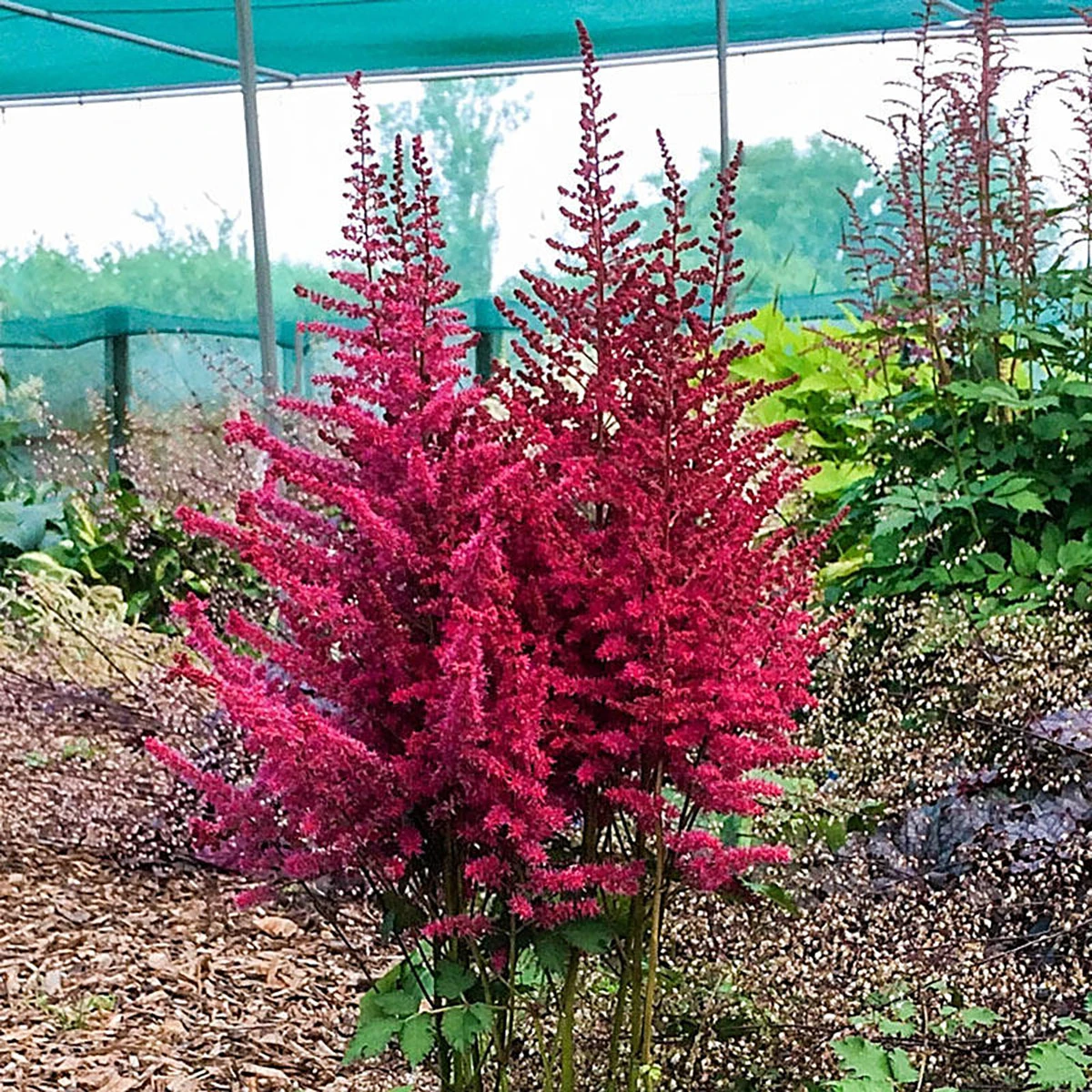 Strawberry Cake Astilbe - Shade Perennial - Live Plant - Gallon Pot 3 Strawberry Cake Astilbe - Shade Perennial - Live Plant - Gallon Pot