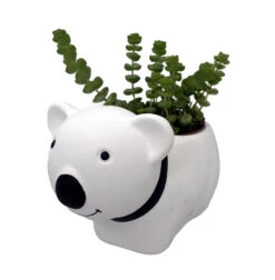 Succulent Bear Ceramic Pot - 3" X 5.75" X 3.75" - With Live Succulent Plant