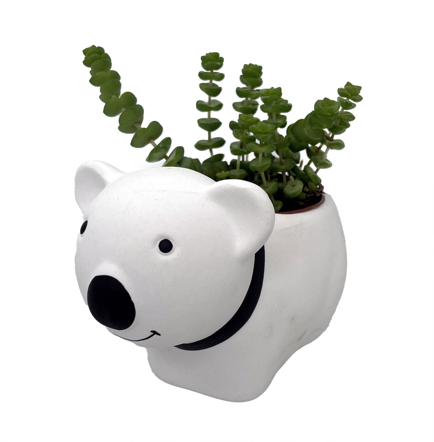 Succulent Bear Ceramic Pot - 3" X 5.75" X 3.75" - With Live Succulent Plant 3 Succulent Bear Ceramic Pot - 3" X 5.75" X 3.75" - With Live Succulent Plant