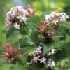SWEET EMOTION® Abelia - 4" Pot - Proven Winners 2 SWEET EMOTION® Abelia - 4" Pot - Proven Winners -Cheap Plants Store sweetemotionabealia 72504.1615344606