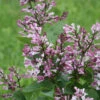 Baby Kim™ Lilac - Syringa X - 4" Pot 1 Baby Kim™ Lilac - Syringa X - 4" Pot -Cheap Plants Store syringa baby kim img 1645 2 59696.1615344731