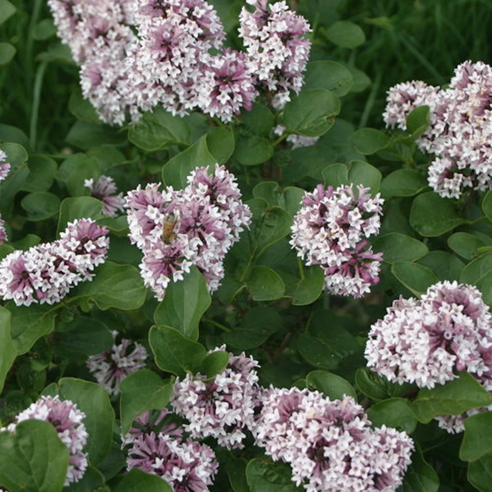 Baby Kim™ Lilac - Syringa X - 4" Pot 5 Baby Kim™ Lilac - Syringa X - 4" Pot - Image 3