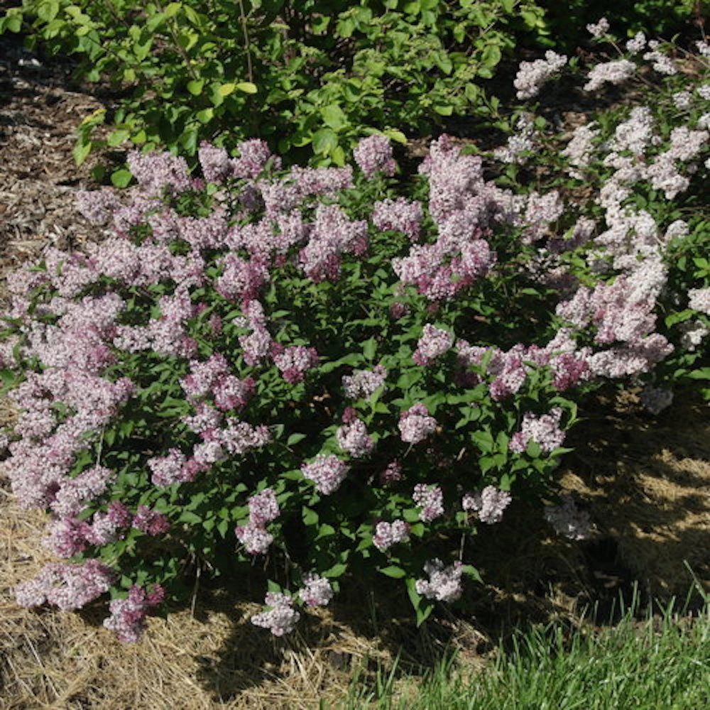 Baby Kim™ Lilac - Syringa X - 4" Pot 4 Baby Kim™ Lilac - Syringa X - 4" Pot - Image 2
