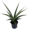 Tiger Snake Plant - Sanseveria Hybrid - 4" Pot 1 Tiger Snake Plant - Sanseveria Hybrid - 4" Pot -Cheap Plants Store tigersans 56264.1669904202
