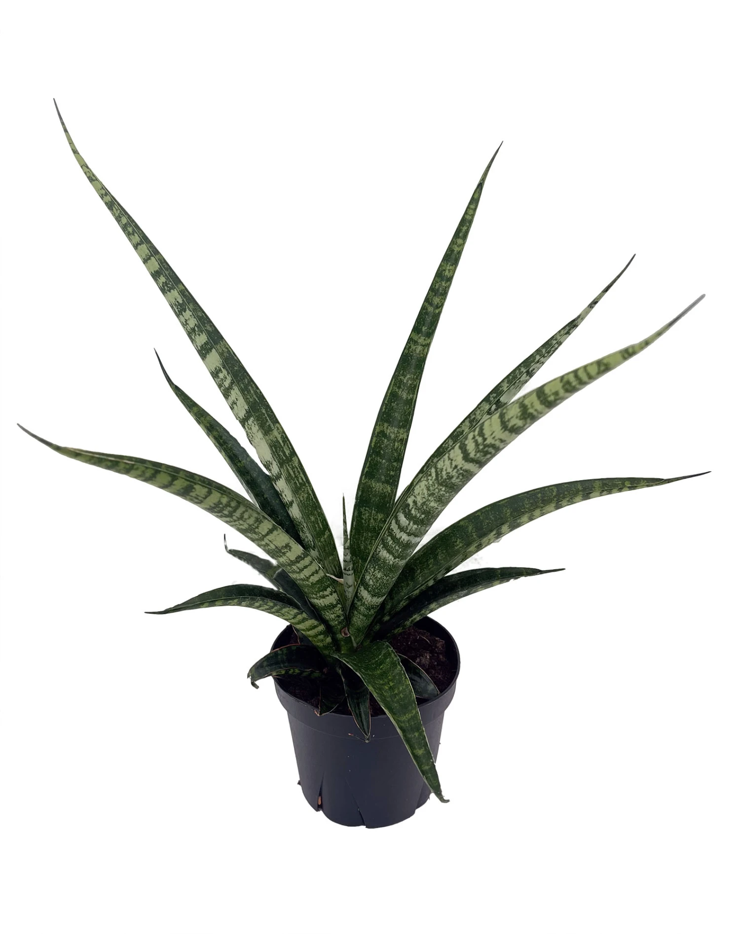 Tiger Snake Plant - Sanseveria Hybrid - 4" Pot 3 Tiger Snake Plant - Sanseveria Hybrid - 4" Pot