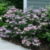 Tiny Tuff Stuff™ Mountain Hydrangea - Proven Winners - 4" Pot 2 Tiny Tuff Stuff™ Mountain Hydrangea - Proven Winners - 4" Pot -Cheap Plants Store tiny tuff stuff hydrangea 2597 67710.1615344612