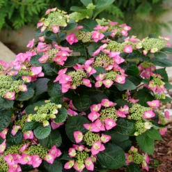 TUFF STUFF TOP FUN™ - Mountain Hydrangea - Hydrangea Serrata - 4" Pot 9 TUFF STUFF TOP FUN™ - Mountain Hydrangea - Hydrangea Serrata - 4" Pot -Cheap Plants Store top20fun20stuff203 99936.1678996086