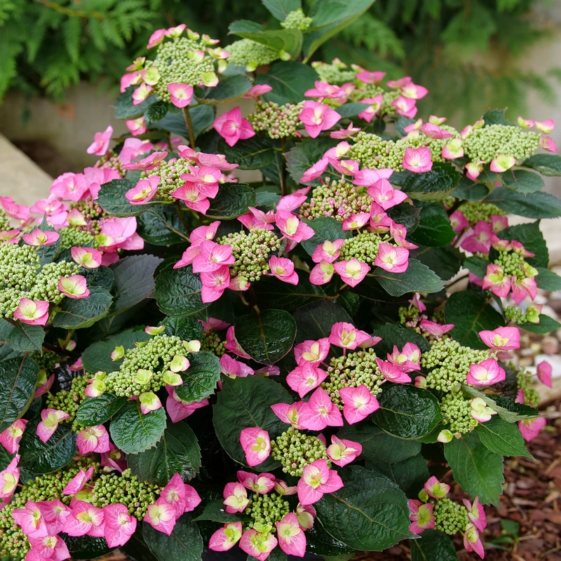 TUFF STUFF TOP FUN™ - Mountain Hydrangea - Hydrangea Serrata - 4" Pot 5 TUFF STUFF TOP FUN™ - Mountain Hydrangea - Hydrangea Serrata - 4" Pot - Image 3
