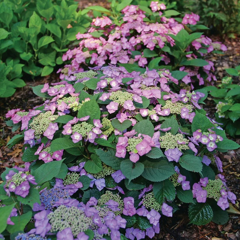 TUFF STUFF TOP FUN™ - Mountain Hydrangea - Hydrangea Serrata - 4" Pot 3 TUFF STUFF TOP FUN™ - Mountain Hydrangea - Hydrangea Serrata - 4" Pot