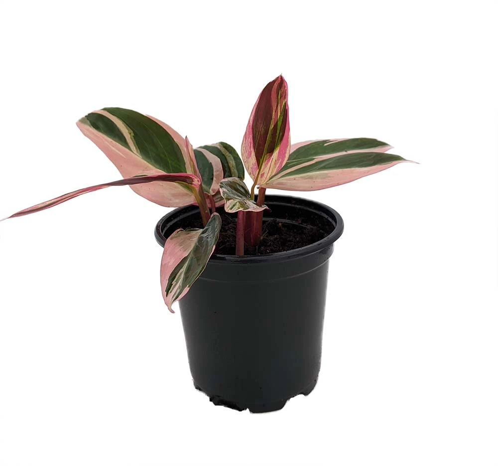 Tricolor Prayer Plant - Stromanthe Triostar - Easy To Grow House Plant - 4" Pot 4 Tricolor Prayer Plant - Stromanthe Triostar - Easy To Grow House Plant - 4" Pot - Image 2