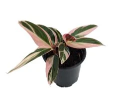 Tricolor Prayer Plant - Stromanthe Triostar - Easy To Grow House Plant - 4" Pot 8 Tricolor Prayer Plant - Stromanthe Triostar - Easy To Grow House Plant - 4" Pot -Cheap Plants Store tripraycal4innew 72866.1613099274