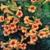 Indian Summer Trumpet Vine Plant - Campsis - 2.5" Pot 2 Indian Summer Trumpet Vine Plant - Campsis - 2.5" Pot -Cheap Plants Store trumpervineishr1 99524.1620367413