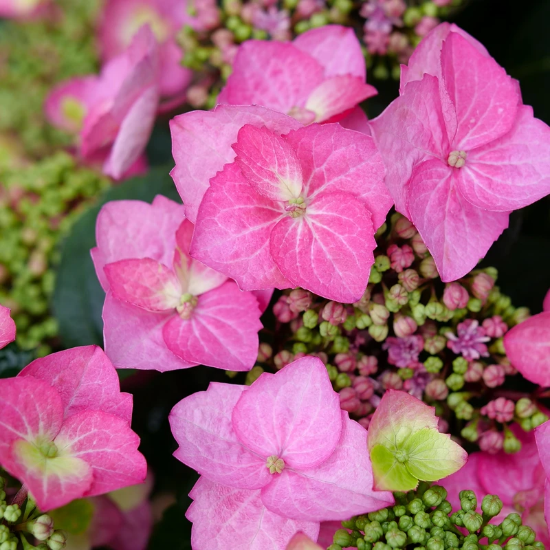 TUFF STUFF TOP FUN™ - Mountain Hydrangea - Hydrangea Serrata - 4" Pot 4 TUFF STUFF TOP FUN™ - Mountain Hydrangea - Hydrangea Serrata - 4" Pot - Image 2
