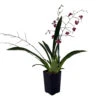 Twinkle Pink Profusion Orchid - Oncidium - 2" Pot - Collector Orchids 1 Twinkle Pink Profusion Orchid - Oncidium - 2" Pot - Collector Orchids -Cheap Plants Store twinkpinkprofusion 42064.1696003147