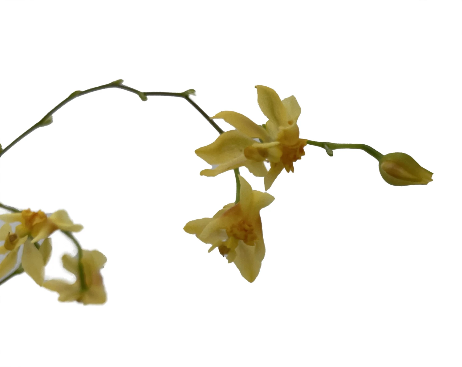 Twinkle Yellow Bird Orchid - Oncidium - 2" Pot - Collector Orchids 4 Twinkle Yellow Bird Orchid - Oncidium - 2" Pot - Collector Orchids - Image 2