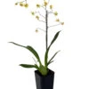 Twinkle Yellow Bird Orchid - Oncidium - 2" Pot - Collector Orchids 1 Twinkle Yellow Bird Orchid - Oncidium - 2" Pot - Collector Orchids -Cheap Plants Store twinkyellowbird 77511.1696003147