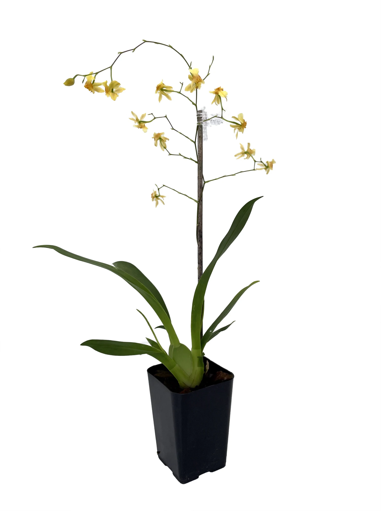 Twinkle Yellow Bird Orchid - Oncidium - 2" Pot - Collector Orchids 3 Twinkle Yellow Bird Orchid - Oncidium - 2" Pot - Collector Orchids