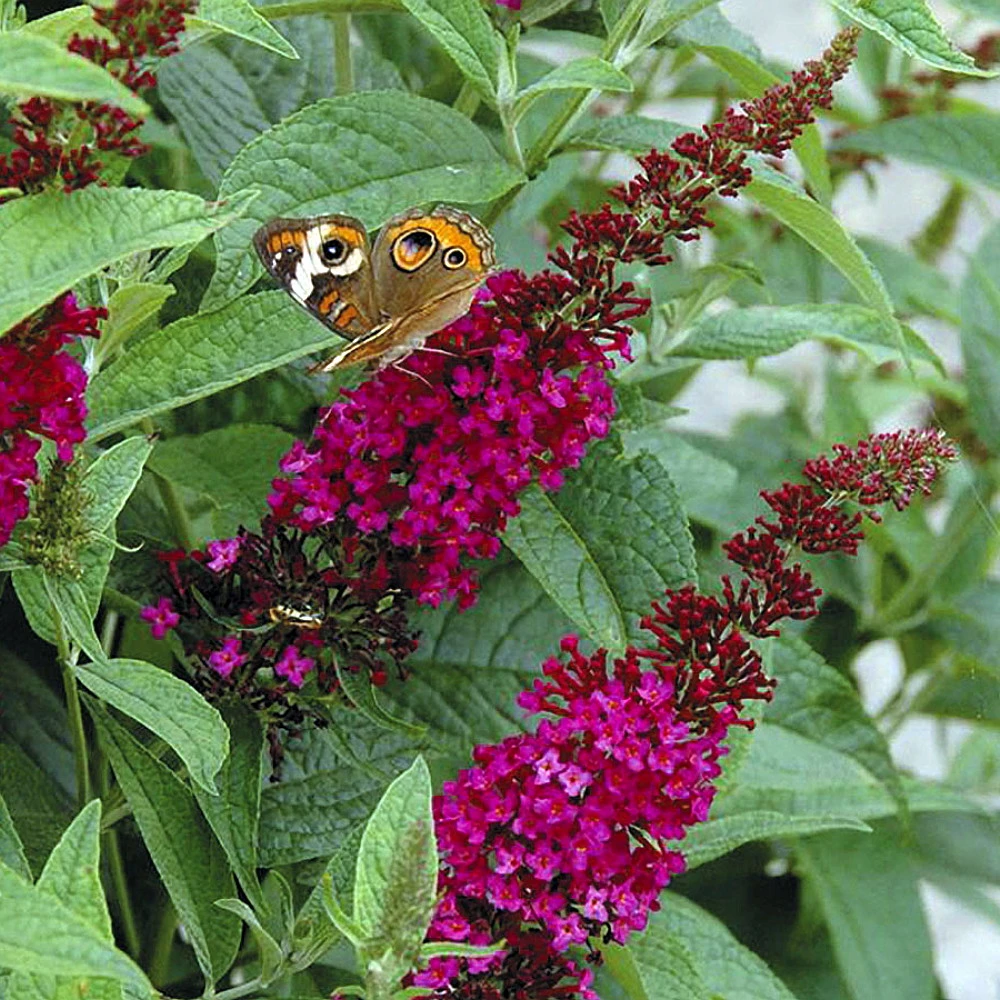 Buddleia X Miss Molly Butterfly Bush - Sangria Red -Proven Winners- 4" Pot 3 Buddleia X Miss Molly Butterfly Bush - Sangria Red -Proven Winners- 4" Pot