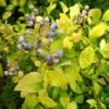 Sky Dew™ Gold - Northern Highbush Blueberry - Vaccinium Corymbosum - 4" Pot 1 Sky Dew™ Gold - Northern Highbush Blueberry - Vaccinium Corymbosum - 4" Pot -Cheap Plants Store vaccinium sky dew gold 1 1080 1080 60 56222.1665499047