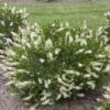 Vanilla Spice™ Clethra Alnifolia 'Caleb' - Summersweet - Proven Winners - 4" Pot 1 Vanilla Spice™ Clethra Alnifolia 'Caleb' - Summersweet - Proven Winners - 4" Pot -Cheap Plants Store vanillaspiceclethra3blooms 83682.1615344483