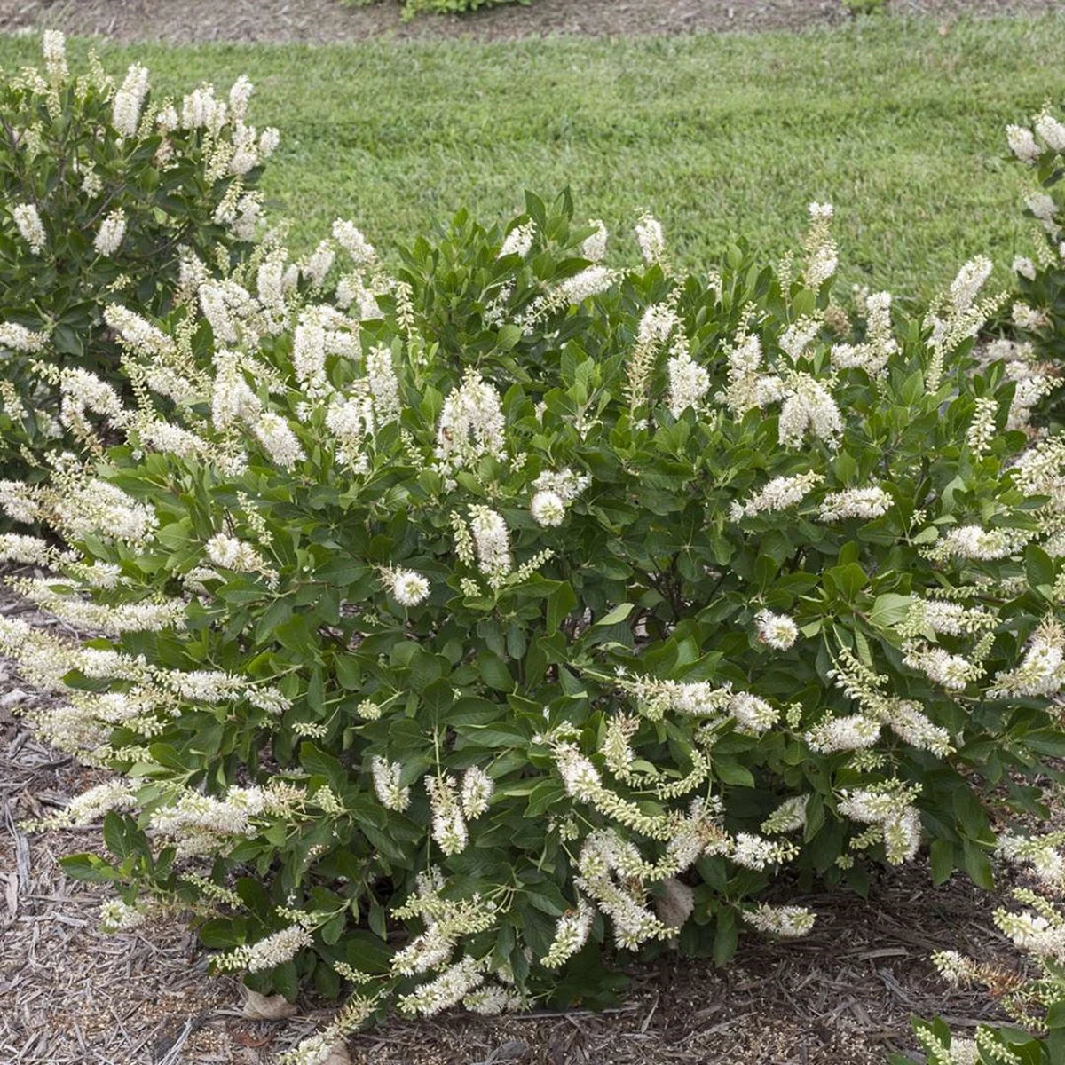 Vanilla Spice™ Clethra Alnifolia 'Caleb' - Summersweet - Proven Winners - 4" Pot 3 Vanilla Spice™ Clethra Alnifolia 'Caleb' - Summersweet - Proven Winners - 4" Pot