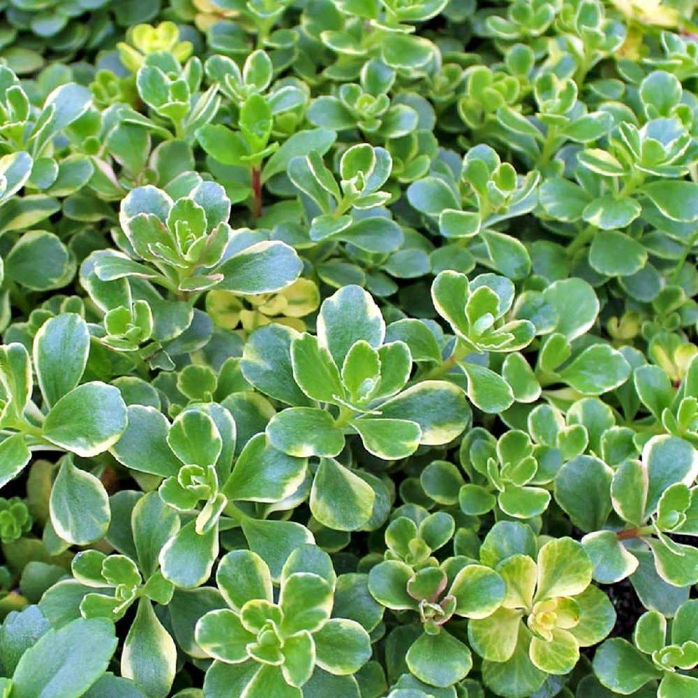 Variegated Sedum Kamtschaticum - Perennial Groundcover Stonecrop - Quart Pot 4 Variegated Sedum Kamtschaticum - Perennial Groundcover Stonecrop - Quart Pot - Image 2