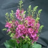 Rosetta Verbascum Phoeniceum Perennial - Quart Pot - Ornamental Mullein 2 Rosetta Verbascum Phoeniceum Perennial - Quart Pot - Ornamental Mullein -Cheap Plants Store verbascumrosetta 25641.1635533419