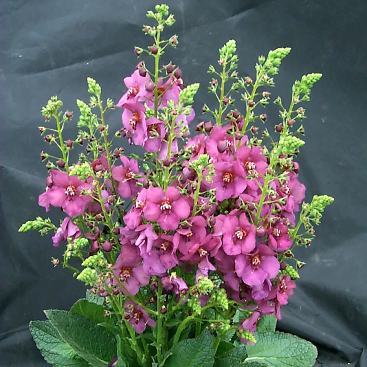 Rosetta Verbascum Phoeniceum Perennial - Quart Pot - Ornamental Mullein 3 Rosetta Verbascum Phoeniceum Perennial - Quart Pot - Ornamental Mullein