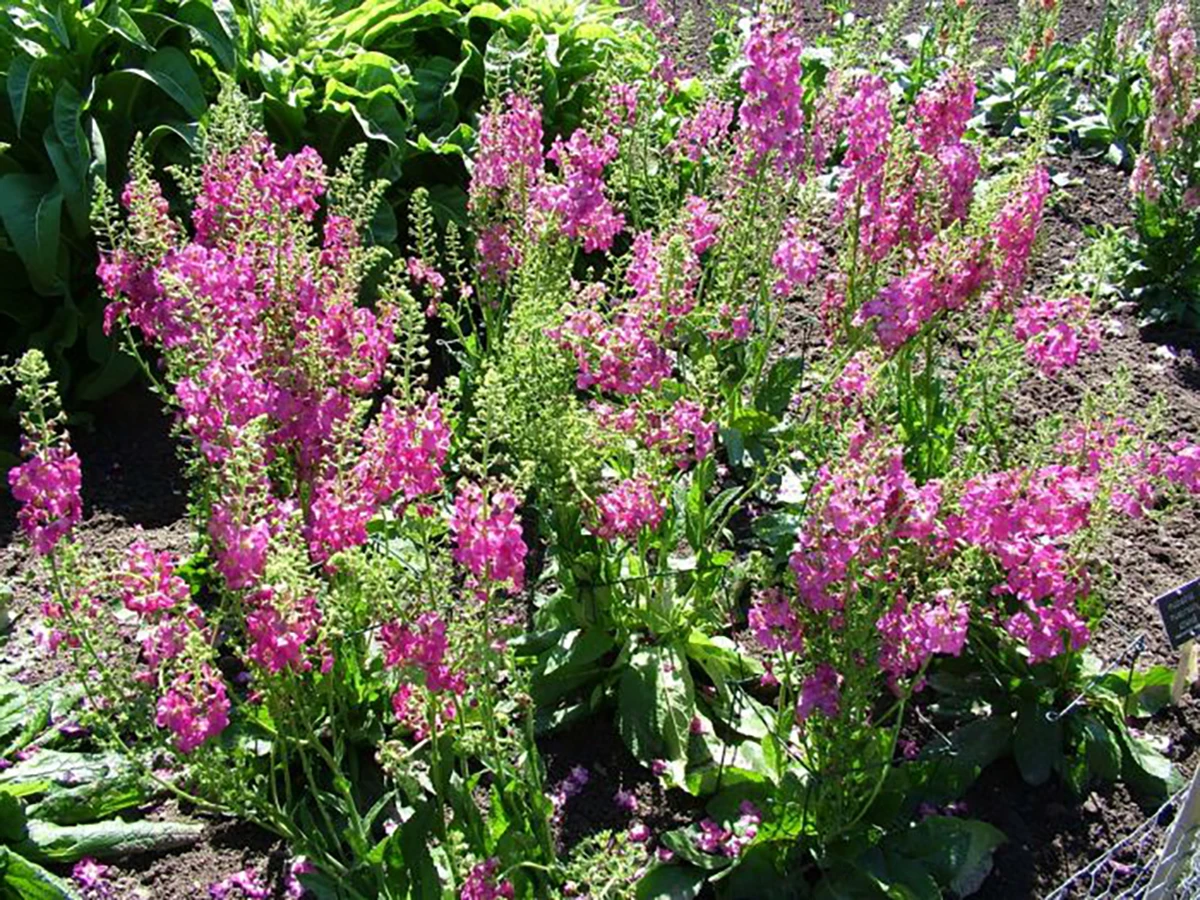Rosetta Verbascum Phoeniceum Perennial - Quart Pot - Ornamental Mullein 4 Rosetta Verbascum Phoeniceum Perennial - Quart Pot - Ornamental Mullein - Image 2