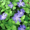 Bowles Myrtle - Periwinkle/Vinca - Hardy Groundcover - Gallon Pot 2 Bowles Myrtle - Periwinkle/Vinca - Hardy Groundcover - Gallon Pot -Cheap Plants Store vincabowles 97385.1649983036