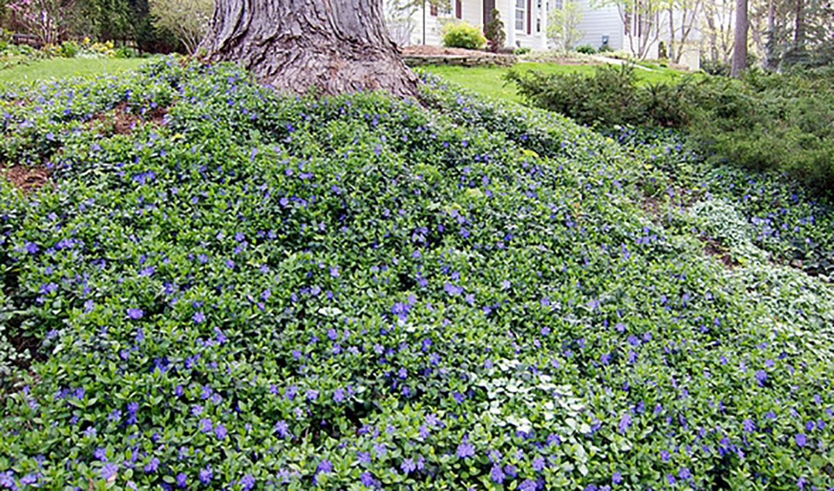 Bowles Myrtle - Periwinkle/Vinca - Hardy Groundcover - Gallon Pot 4 Bowles Myrtle - Periwinkle/Vinca - Hardy Groundcover - Gallon Pot - Image 2