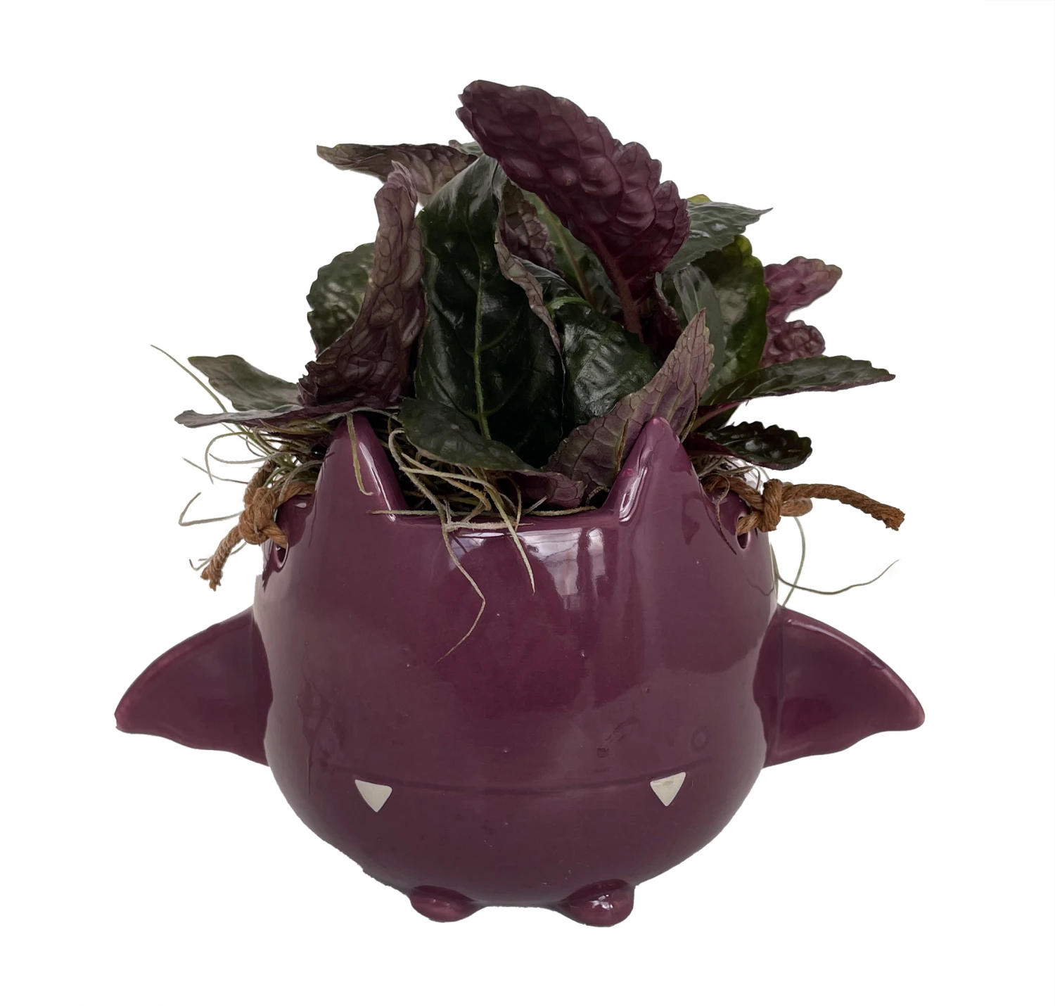 Fang Von Batula Halloween Planter & House Plant -4" Hangable Purple Ceramic Pot 3 Fang Von Batula Halloween Planter & House Plant -4" Hangable Purple Ceramic Pot