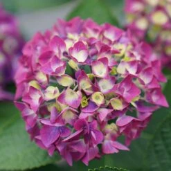 Wee Bit Giddy® Bigleaf Hydrangea - 4" Pot - Proven Winners 10 Wee Bit Giddy® Bigleaf Hydrangea - 4" Pot - Proven Winners -Cheap Plants Store wee bit giddy hydrangea macrophylla 3 1080 1080 60 93448.1615344717