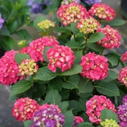 Wee Bit Giddy® Bigleaf Hydrangea - 4" Pot - Proven Winners 11 Wee Bit Giddy® Bigleaf Hydrangea - 4" Pot - Proven Winners -Cheap Plants Store wee bit giddy hydrangea macrophylla 4 1080 1080 60 90691.1615344717