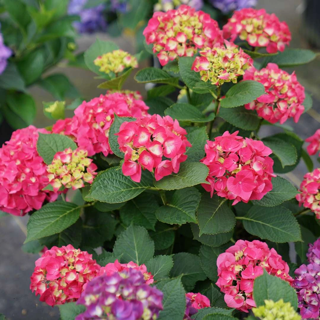 Wee Bit Giddy® Bigleaf Hydrangea - 4" Pot - Proven Winners 6 Wee Bit Giddy® Bigleaf Hydrangea - 4" Pot - Proven Winners - Image 4