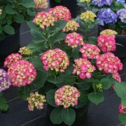 Wee Bit Giddy® Bigleaf Hydrangea - 4" Pot - Proven Winners 12 Wee Bit Giddy® Bigleaf Hydrangea - 4" Pot - Proven Winners -Cheap Plants Store wee bit giddy hydrangea macrophylla 6 1080 1080 60 60693.1615344717